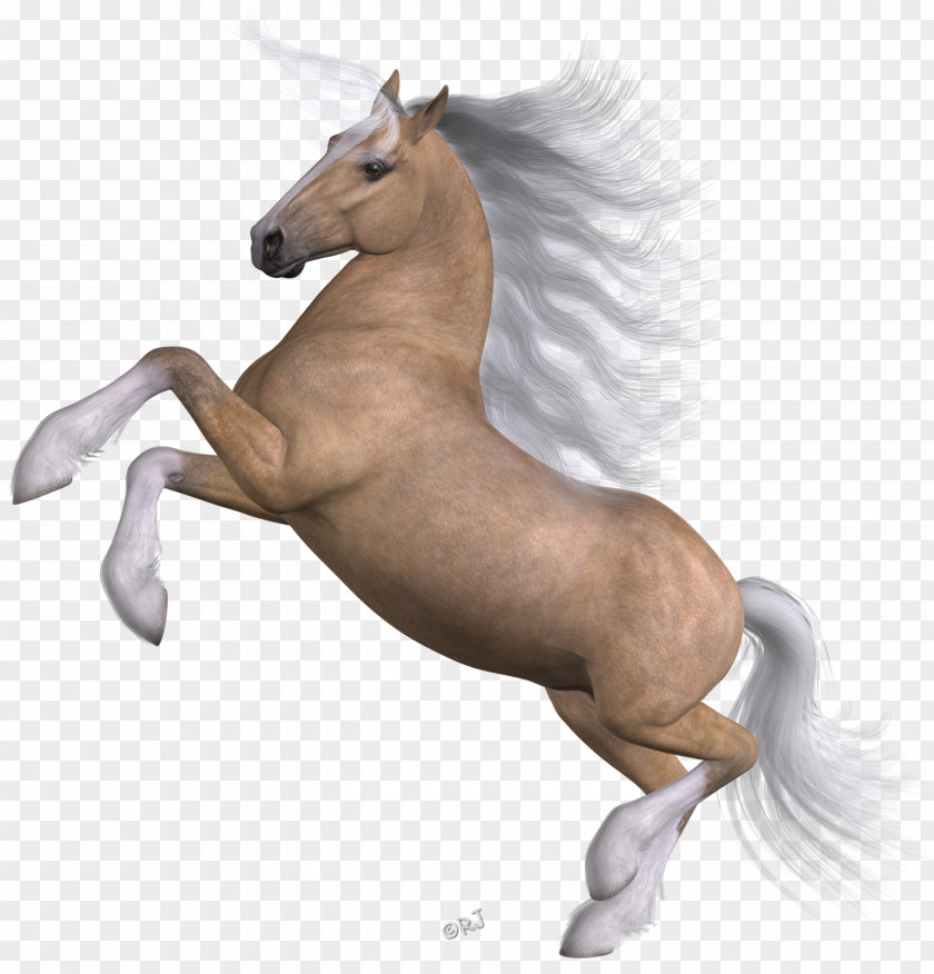 Mustang Mane Foal Stallion Colt PNG