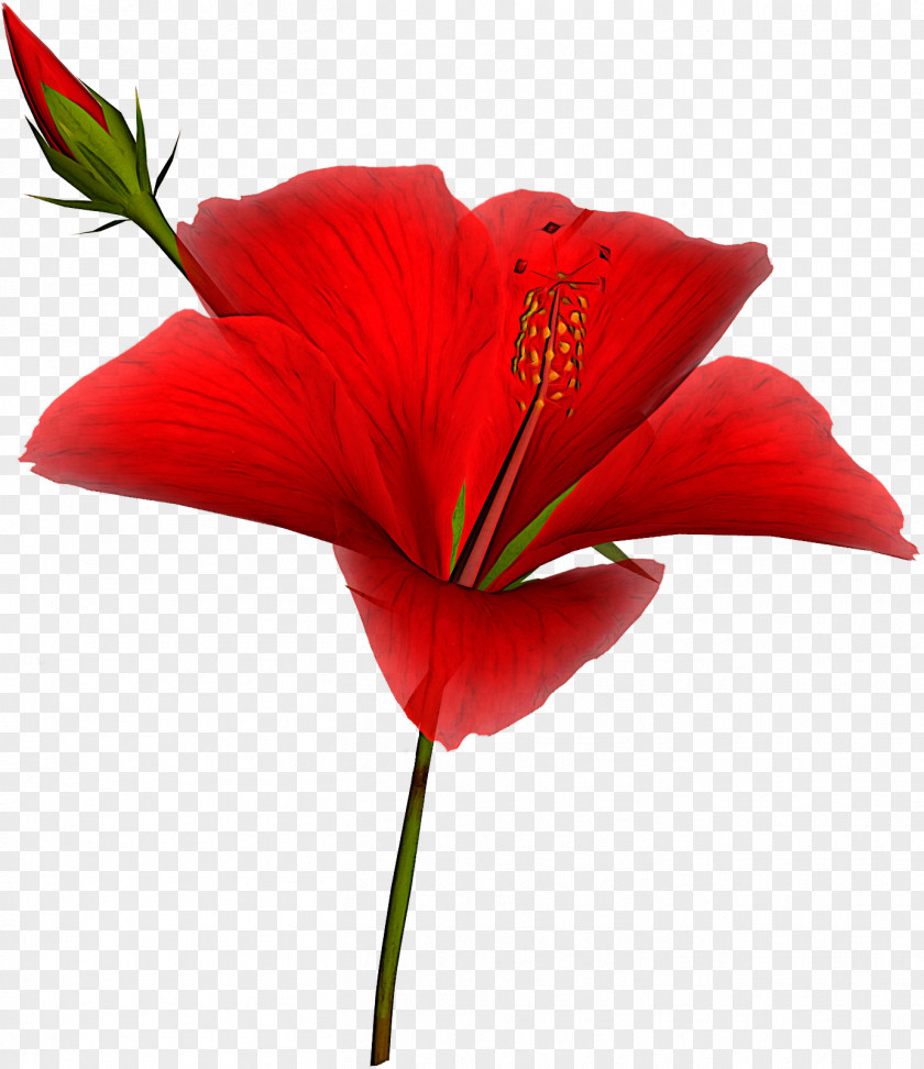 Pedicel Plant Stem Flower Flowering Petal Red PNG