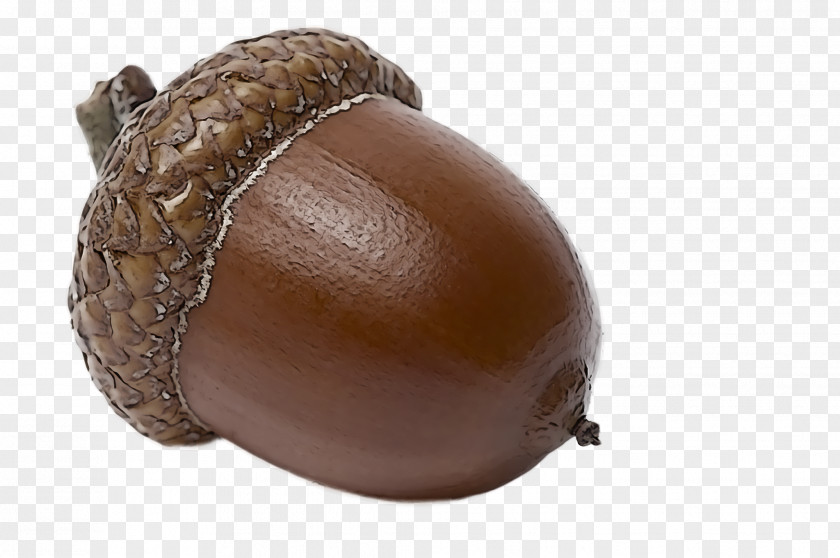 Acorns PNG