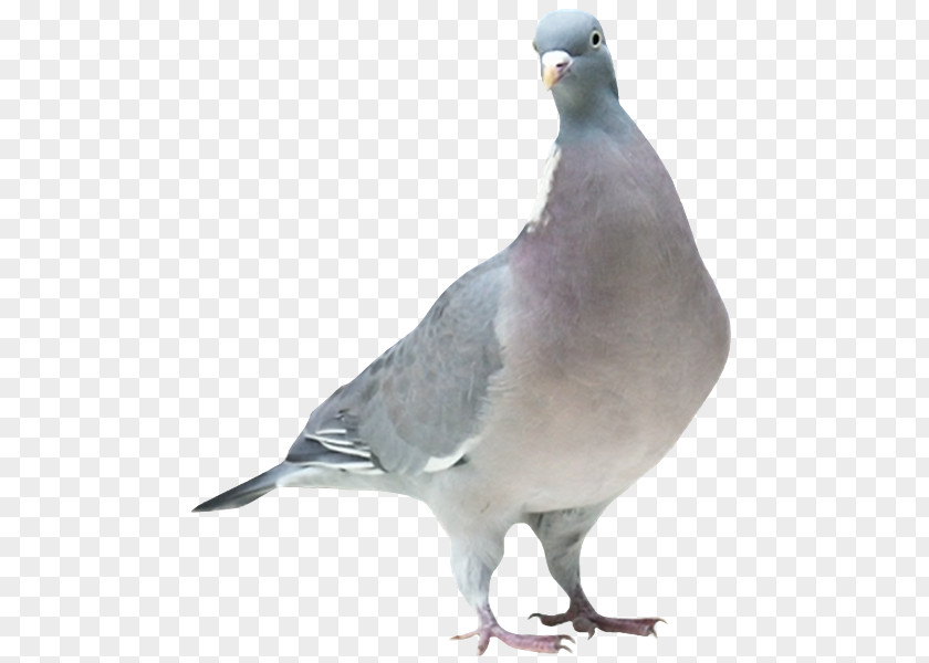 Bird Stock Dove Columbidae Domestic Pigeon PNG
