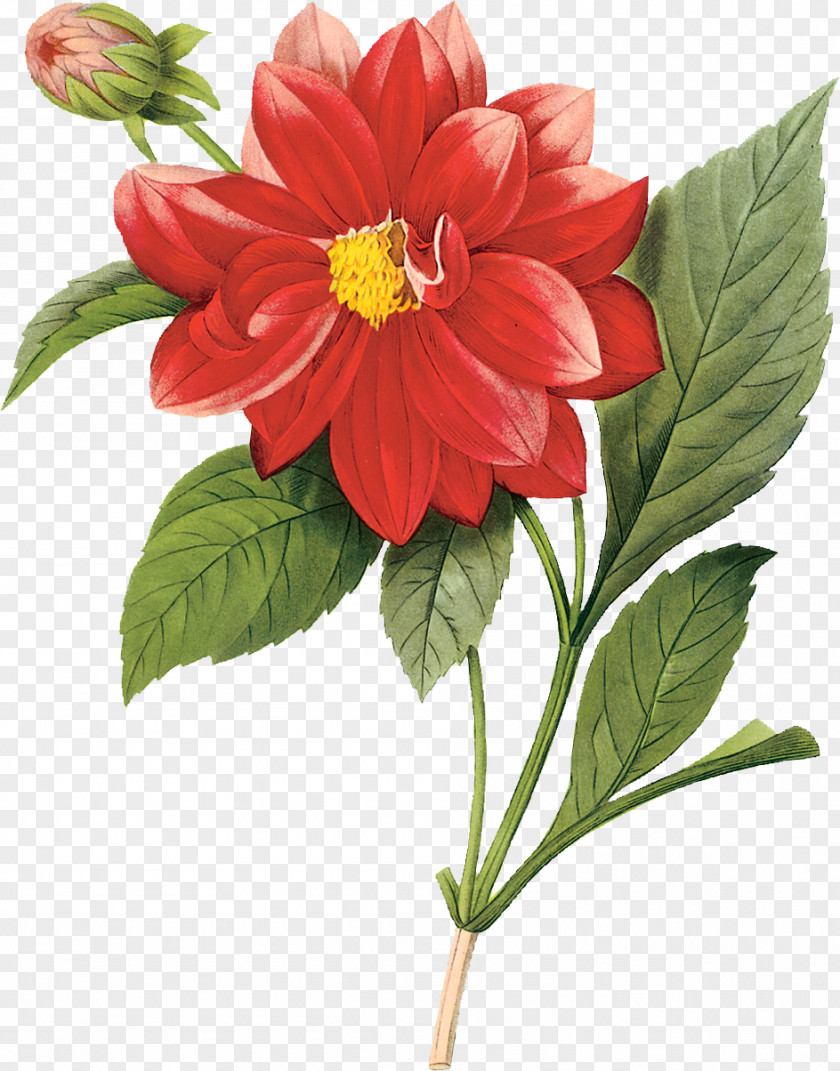 Flower The Most Beautiful Flowers Botanical Illustration Floral Design Botany PNG