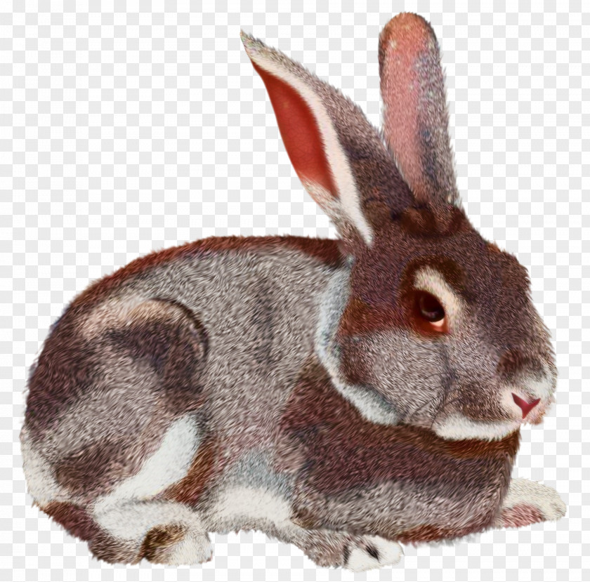 Hare Domestic Rabbit Clip Art PNG