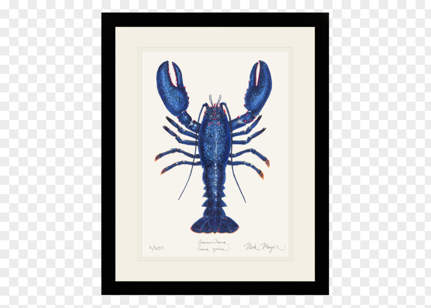 Lobster American Illustrator Art PNG