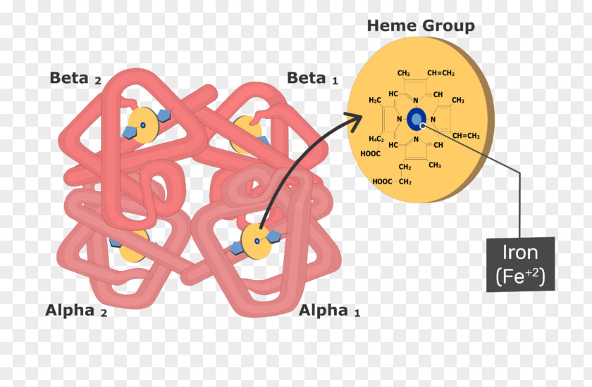 Molecule Illustration Hemoglobin Myoglobin Structure Red Blood Cell PNG