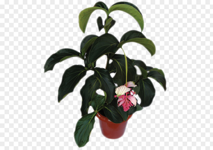 Monstera Houseplant Flowerpot Medinilla Magnifica PNG
