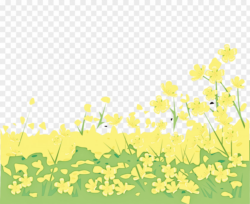 Plant Stem Canola Yellow Flower Spring Wildflower PNG