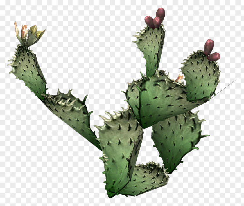Cactus Cactaceae Prickly Pear Succulent Plant Clip Art PNG
