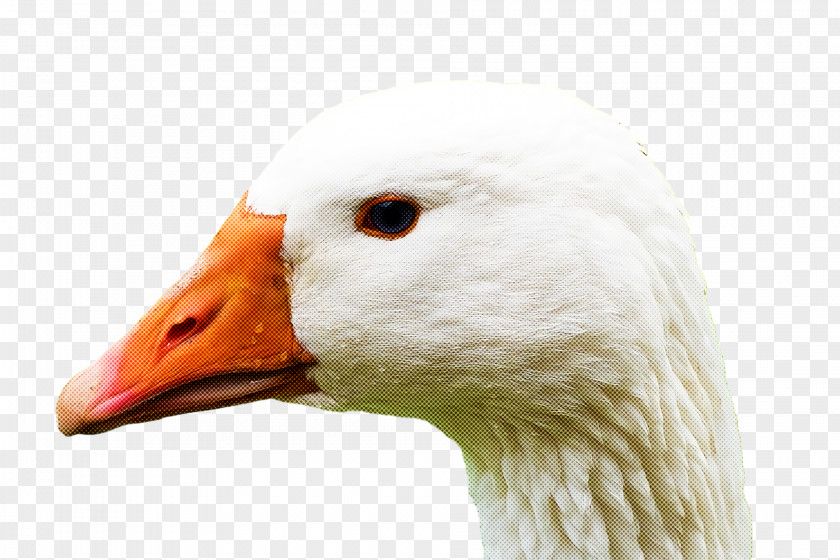 Goose Wild Animal PNG