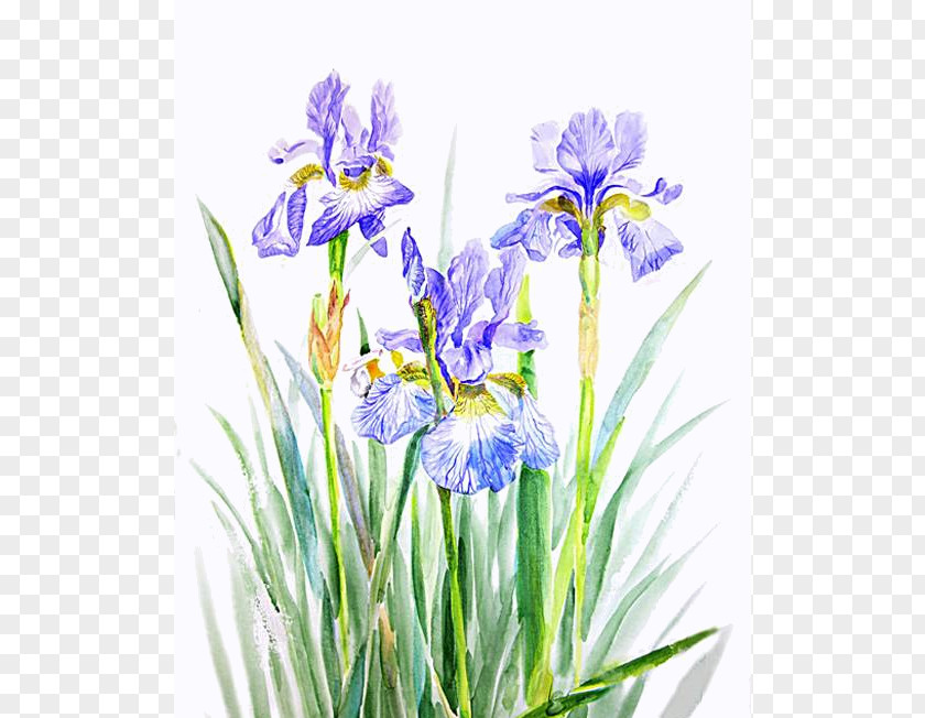 Irises Northern Blue Flag Watercolor Painting Clip Art PNG