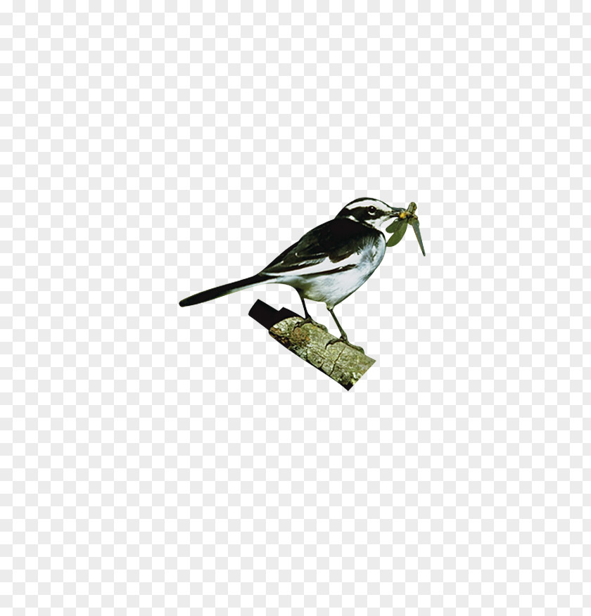 Prey Standing On The Branches Of A Sparrow Hummingbird Parrot Black Swan PNG