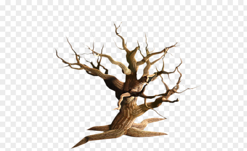 Root Driftwood Oak Tree Leaf PNG