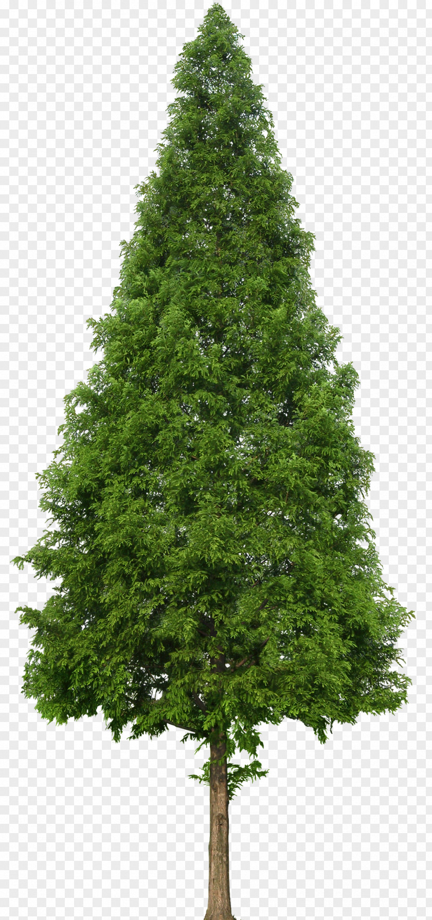 Trees Evergreen Tree Douglas Fir PNG