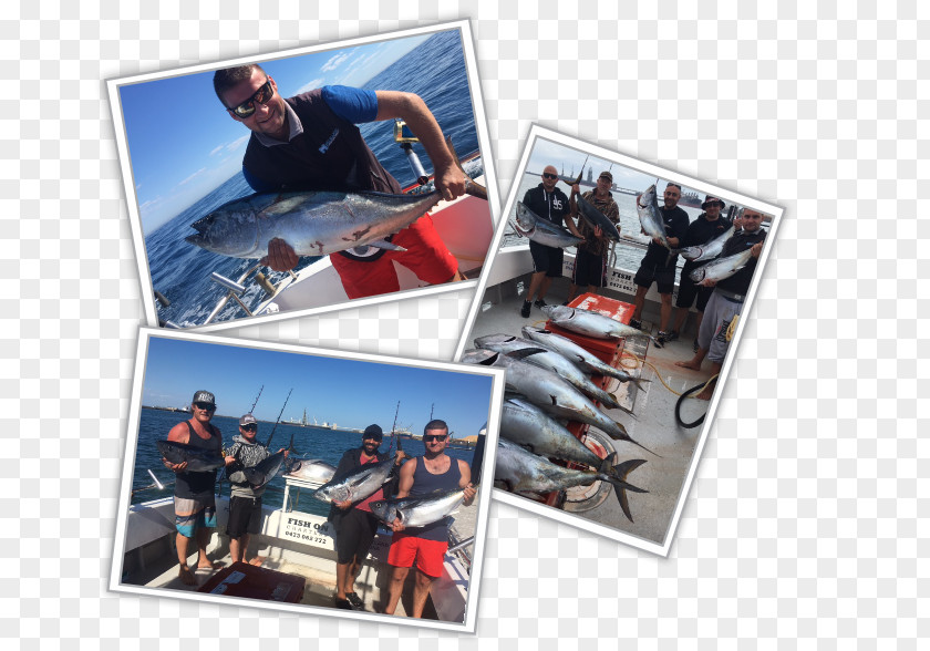 Tuna Fish Port Phillip Recreational Boat Fishing Squid As Food PNG