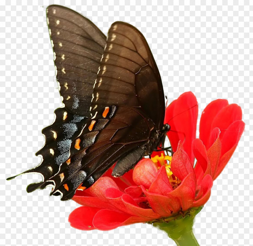Chrysanthemum Bible Butterfly Naioth PNG