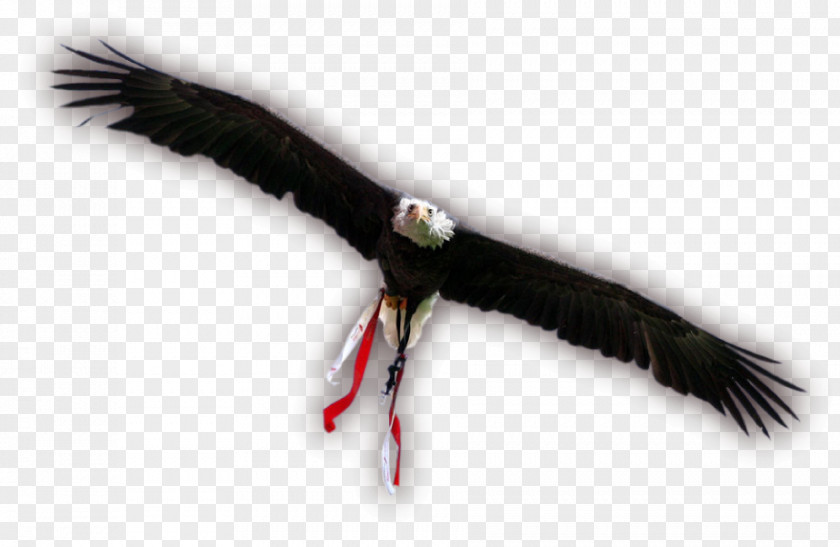 Eagle Vulture Beak Feather PNG