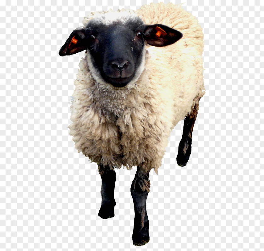 Sheep Goat Image Clip Art PNG