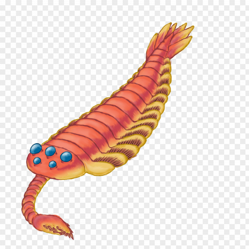 Anomalocaris Flyer Trilobite Cambrian Explosion Worm Animal PNG