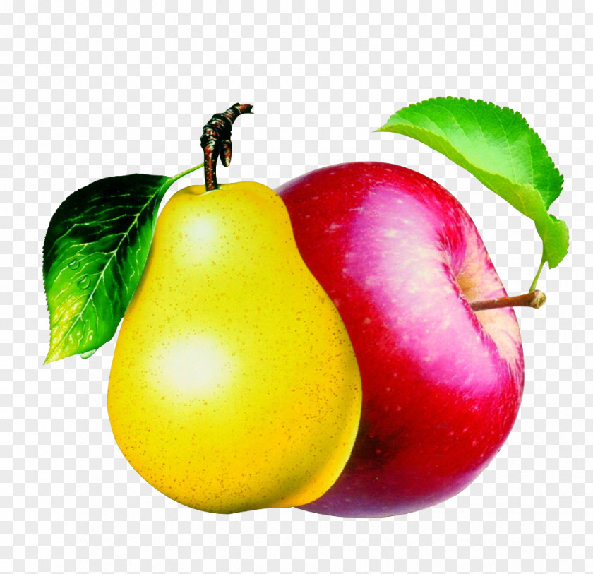 Apples And Pears Pear Pome Apple Clip Art PNG