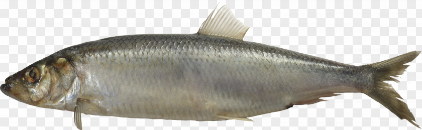Fish Sardine Milkfish PNG