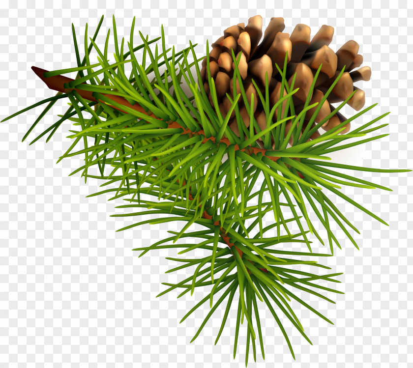 Green Pine Cone Conifer Christmas PNG