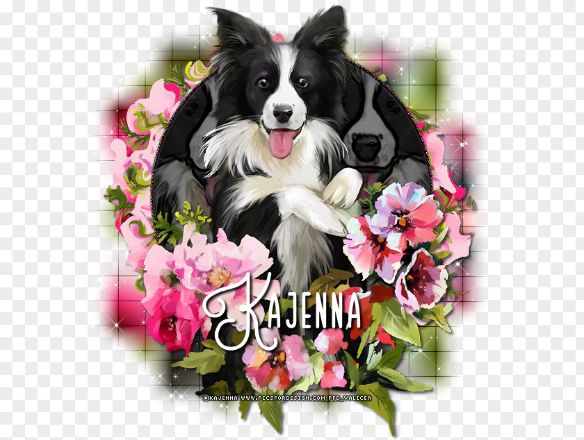 Happy Merge Border Collie Cayenne Dog Breed Cat Rough PNG