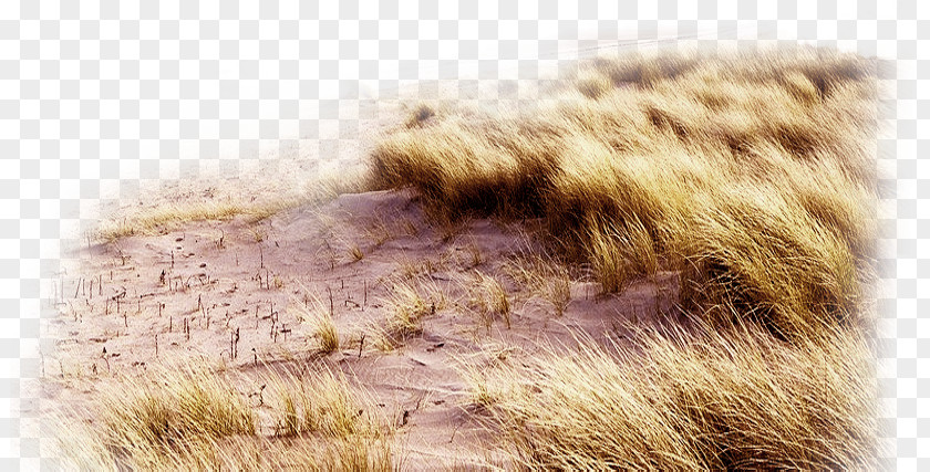 Realistic Grass Material Realism PNG