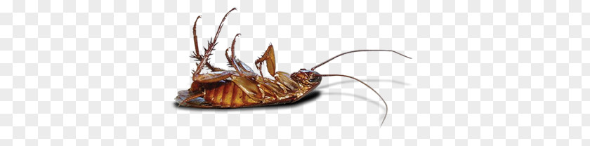 Roach PNG clipart PNG