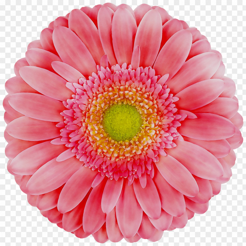 Transvaal Daisy Cut Flowers Chrysanthemum Dahlia PNG