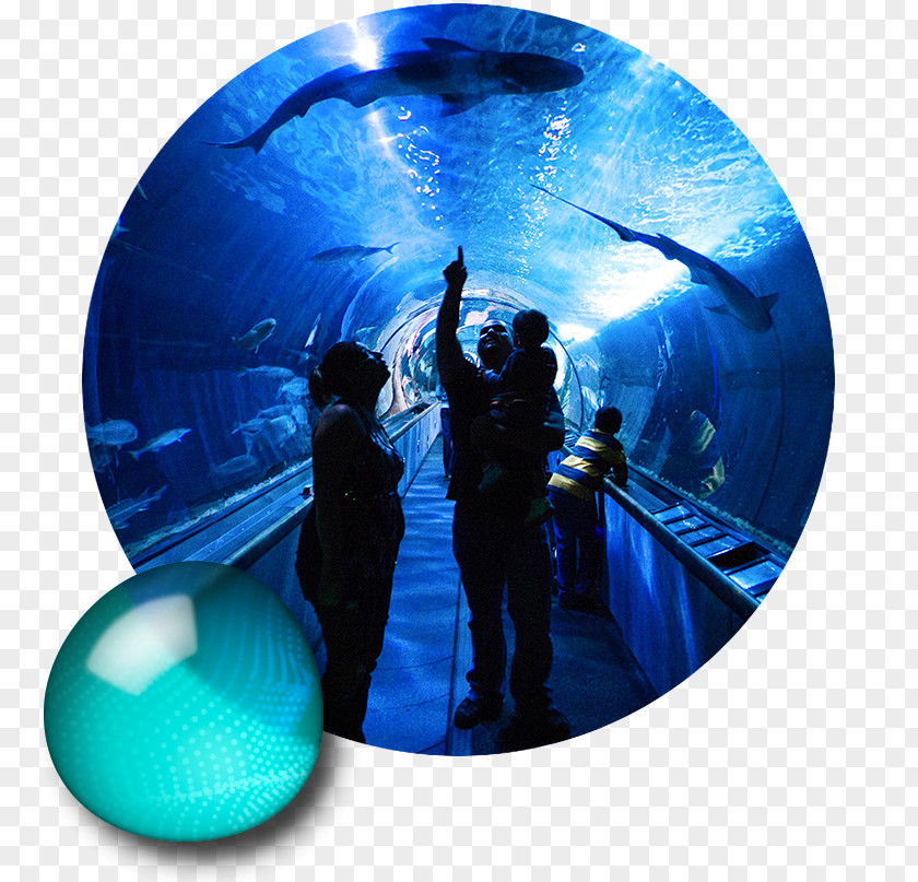 Aquarium Tunnel Of The Bay Pier 39 San Francisco Public Tourist Attraction PNG