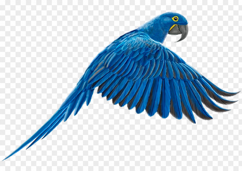 Feather Macaw Parakeet Lovebird Beak PNG