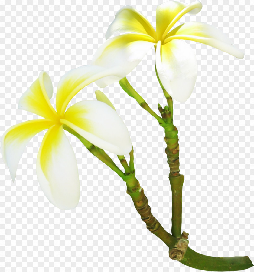 Vanilla Gardenia Flower Frangipani Clip Art PNG