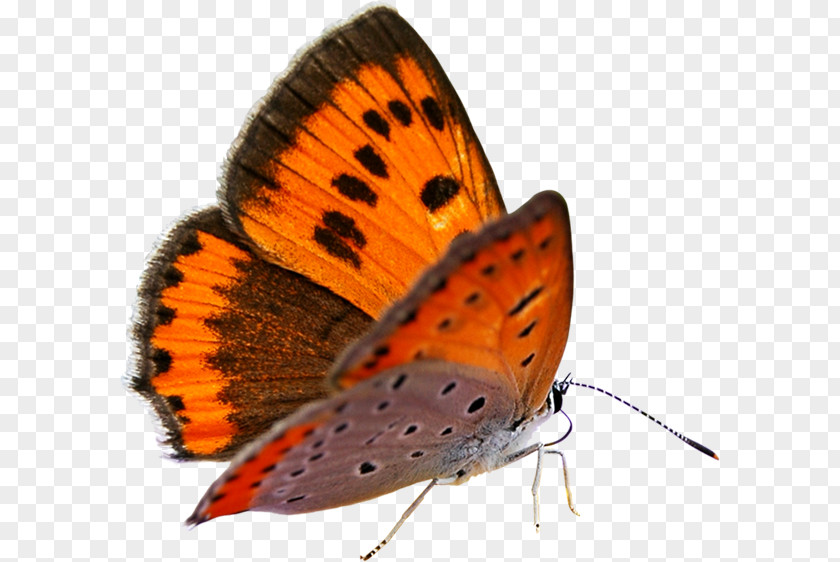 Butterfly Data Compression PNG
