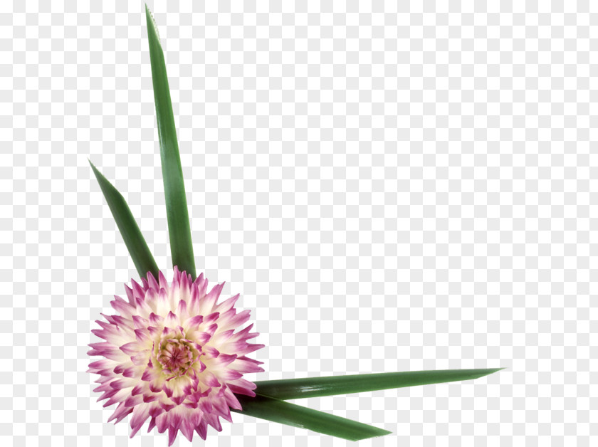 Flower Petal PNG