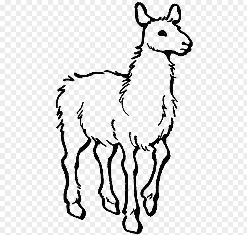 Llama Alpaca Colouring Pages Home With Mama Coloring Book PNG