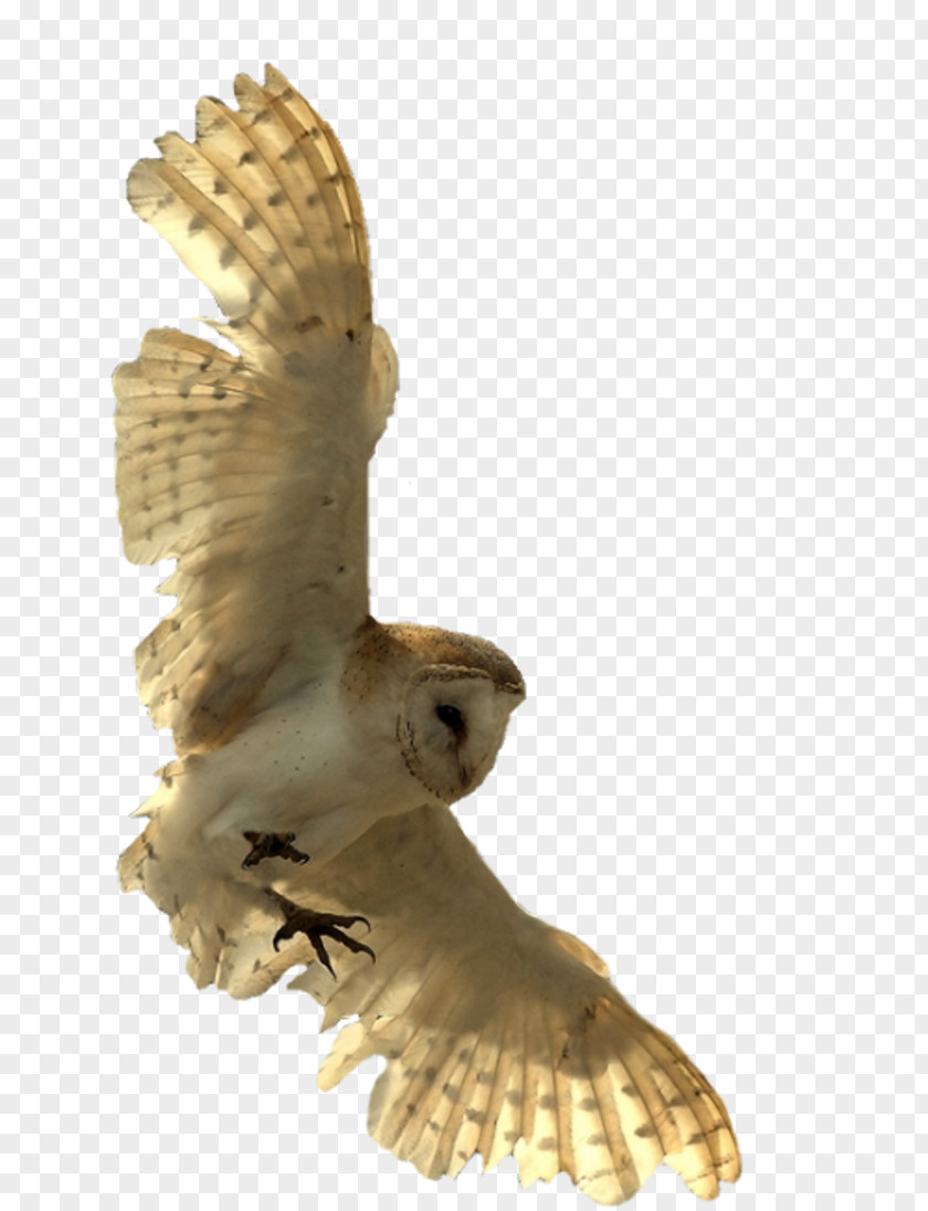 Owl The Eagle Bird Little Clip Art PNG