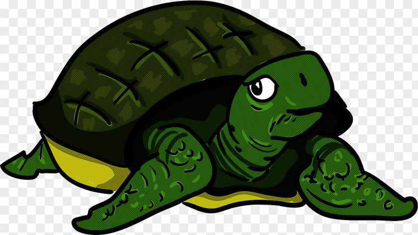 Turtle Green Tortoise Reptile PNG