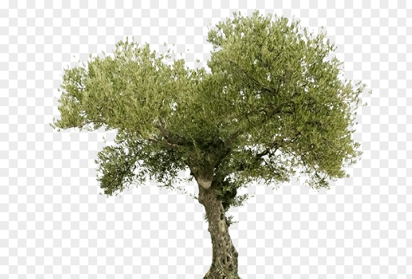 Arbol Tree Olive Oil Arahal Food PNG