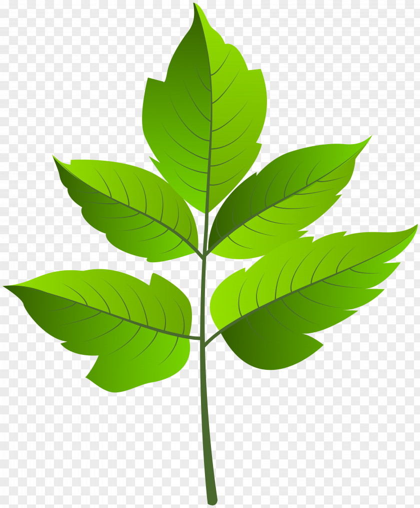 Green Leaves Leaf Clip Art PNG