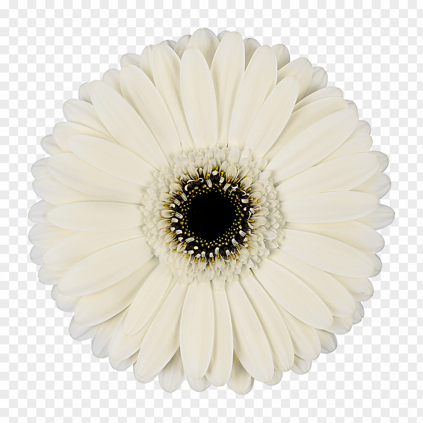 Iceberg Transvaal Daisy Cut Flowers Color Floristry PNG