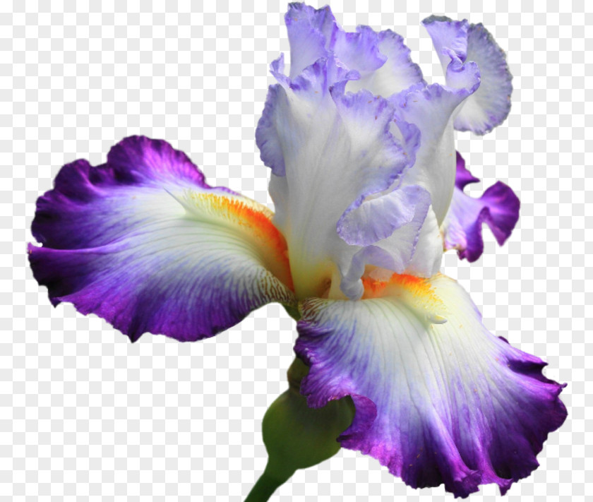 Orris Root Cattleya Purple Watercolor Flower PNG