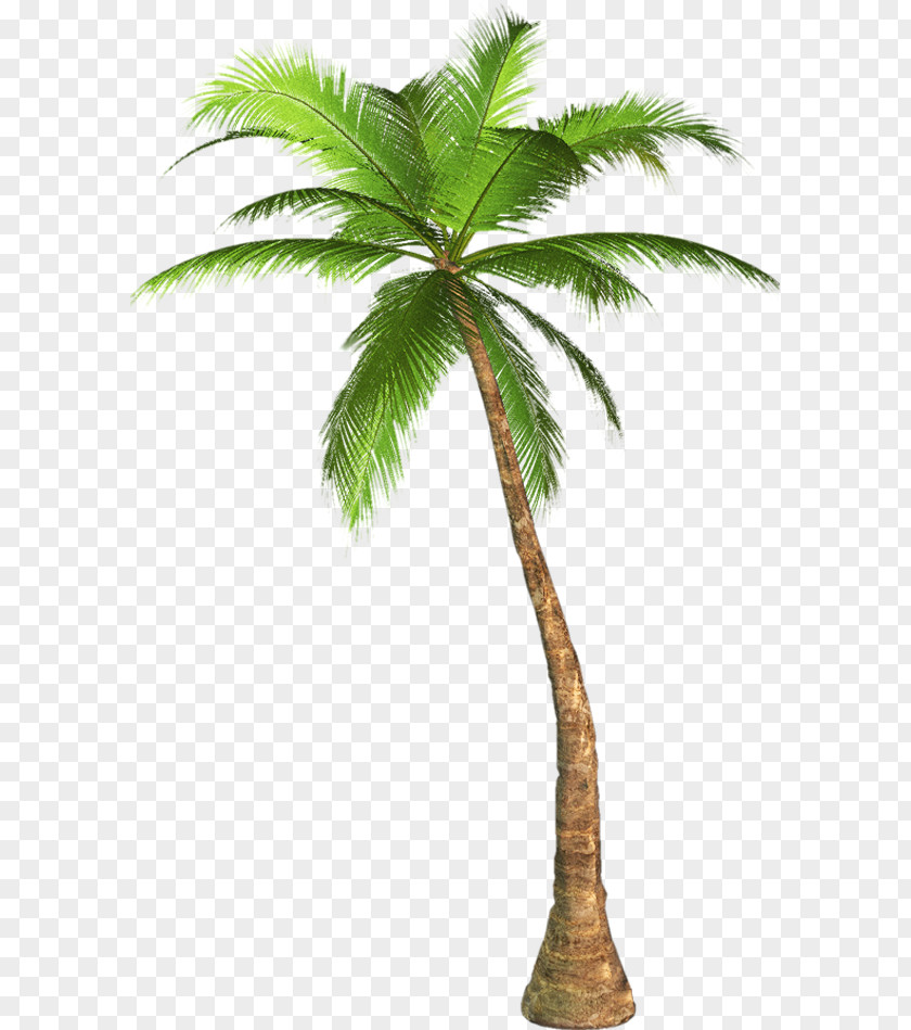 Tree Palm Trees Clip Art Mexican Fan California PNG