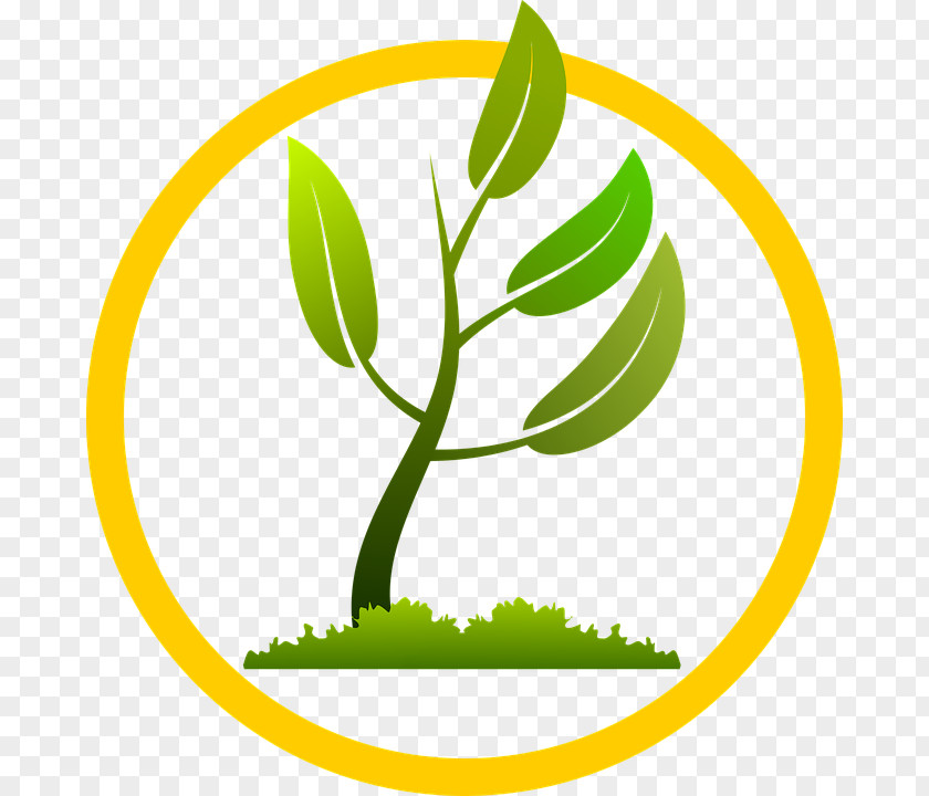 Tree Planting Leaf PNG