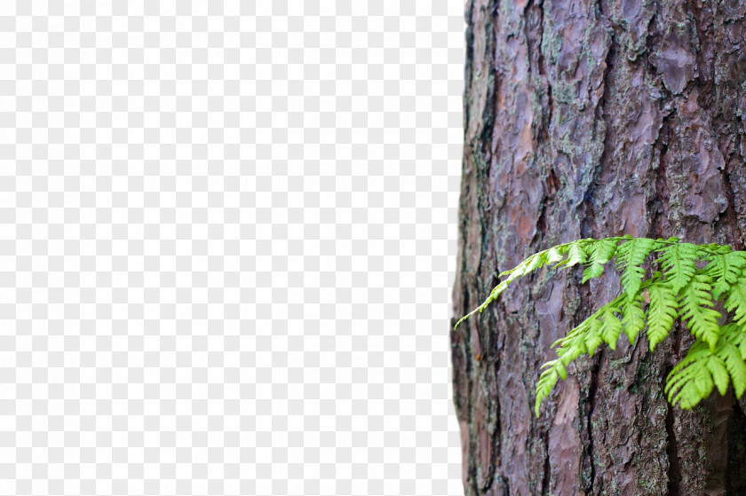 Trunk Tree Wood Twig Lumber PNG
