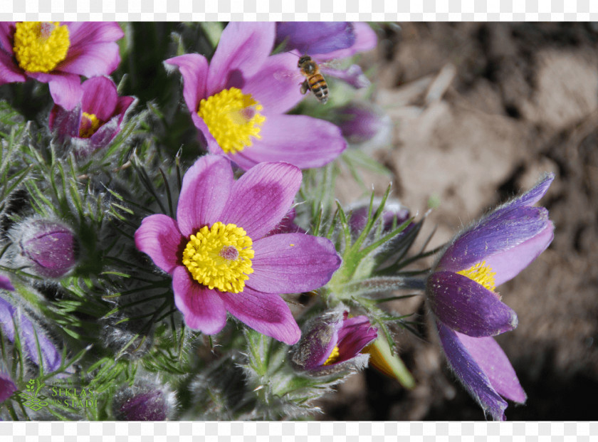 Violet Annual Plant Anemone Herbaceous Wildflower PNG