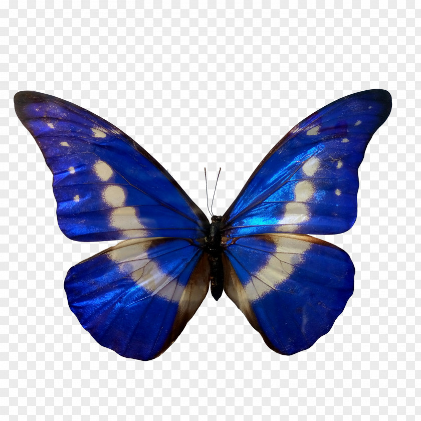 Blue Butterfly Insect Morpho Color PNG
