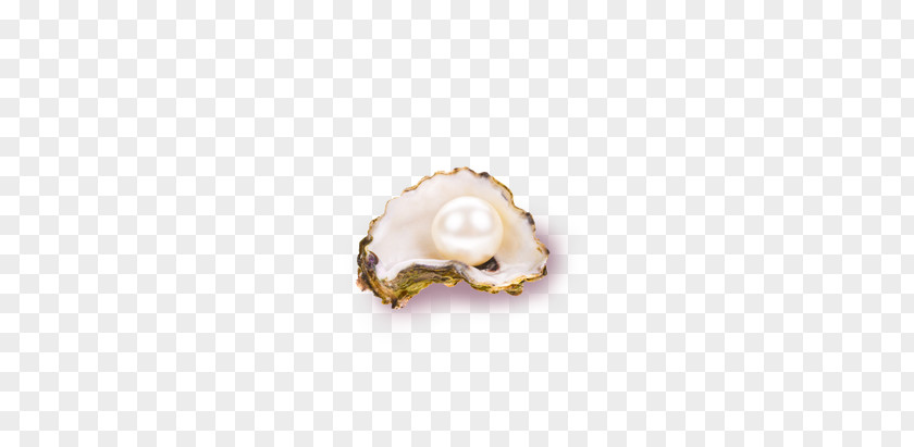 White Pearl Shell Seashell PNG