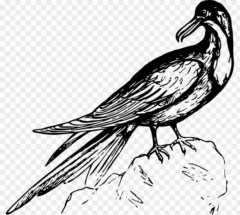 Bird Frigatebird Black And White Clip Art PNG
