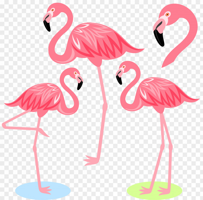 Cartoon Flamingo Bird Illustration PNG