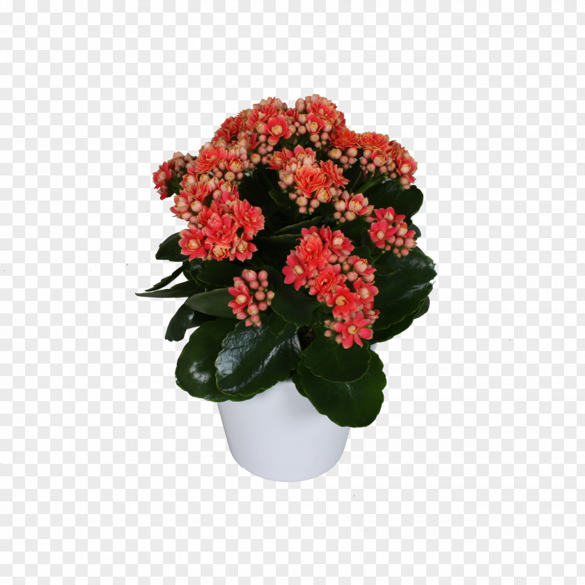 Cut Flowers Flowerpot Houseplant Annual Plant Shrub PNG