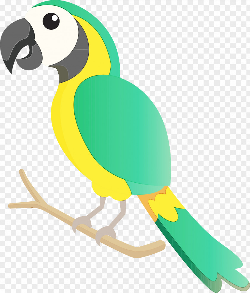 Macaw Parrots Beak PNG